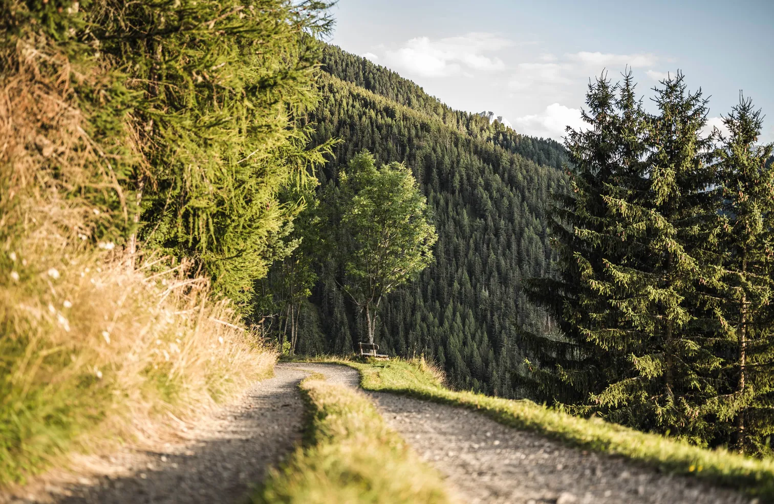 Winding gravel road through green meadows and coniferous forests on a sunny day in Funes-Luson