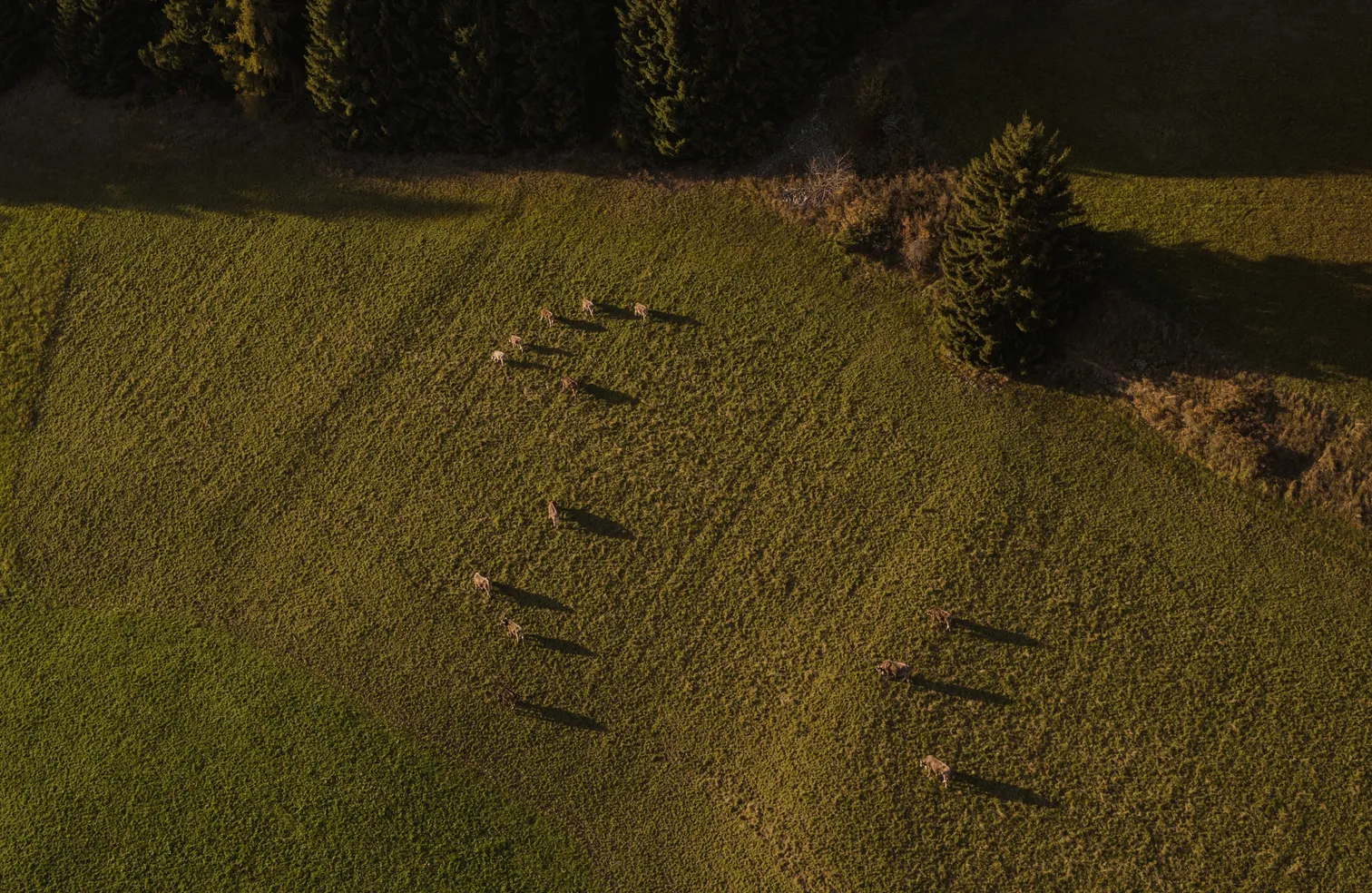 Drone shot of grazing cows with long shadows on green alpine meadow in the Luson region