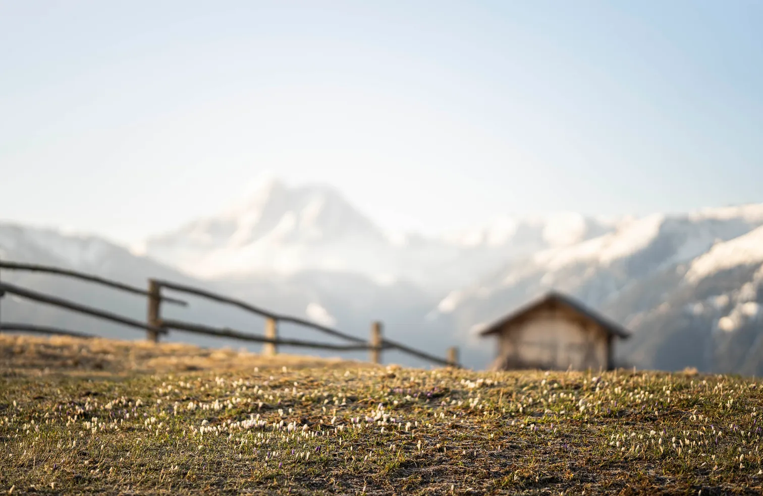 Weiße und violette Krokusse auf Südtiroler Almwiese im Frühling, im Hintergrund unscharf Heustadel und verschneite Dolomitengipfel