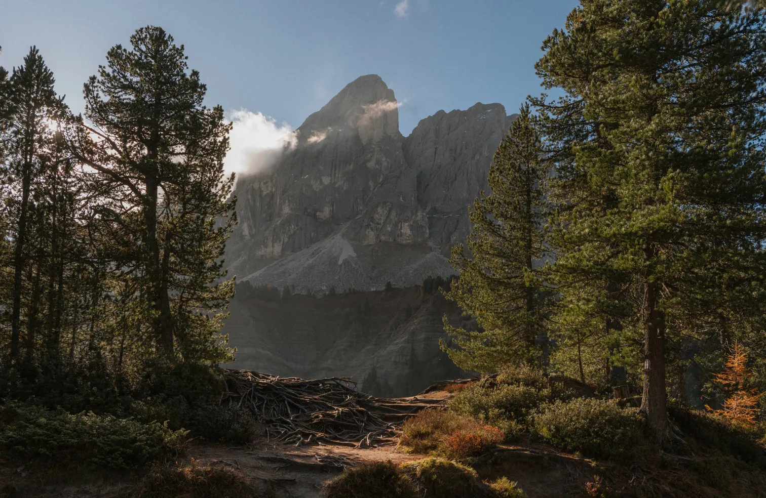 Vista attraverso pini cembri sulla cima del Sass de Pütia nel Parco Naturale Puez-Odle alla luce mattutina