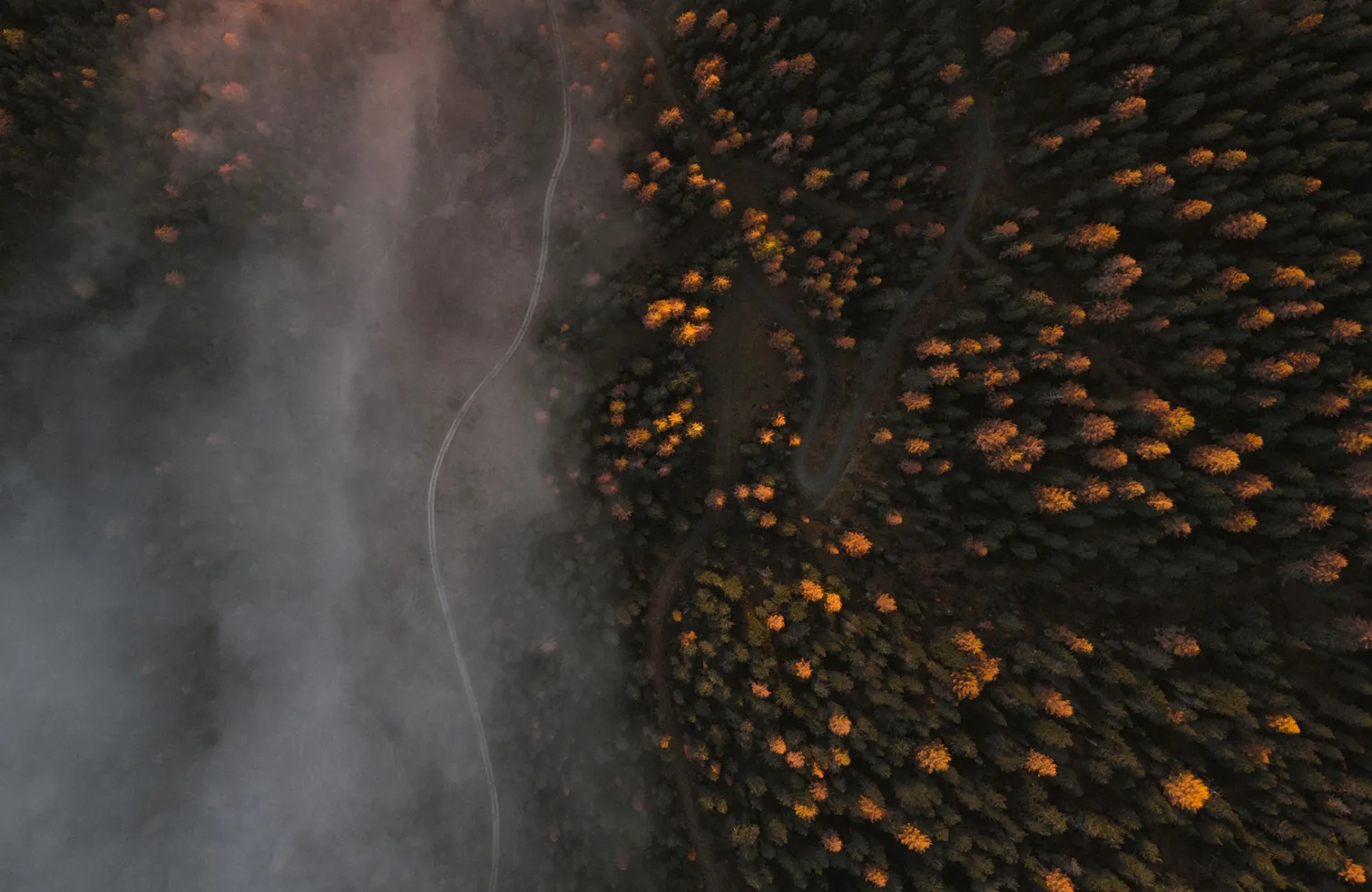 Ripresa con drone di un bosco misto autunnale a Funes con banchi di nebbia che si muovono su sentiero boschivo e alberi dalle foglie colorate