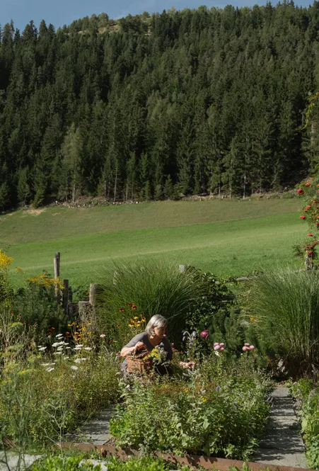 Farmer woman gardening in lush South Tyrolean cottage garden with coneflowers, rowan berries and green alpine meadow in summer near Luson