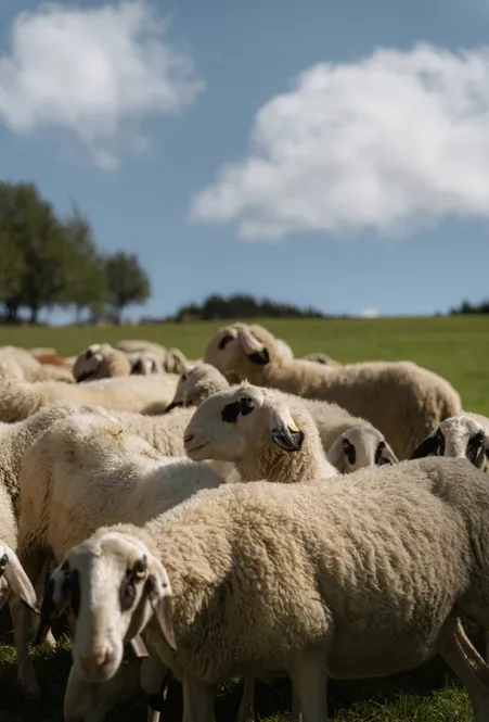 Gregge di pecore di Funes dagli occhiali con tipici segni scuri intorno agli occhi su prato alpino soleggiato in estate