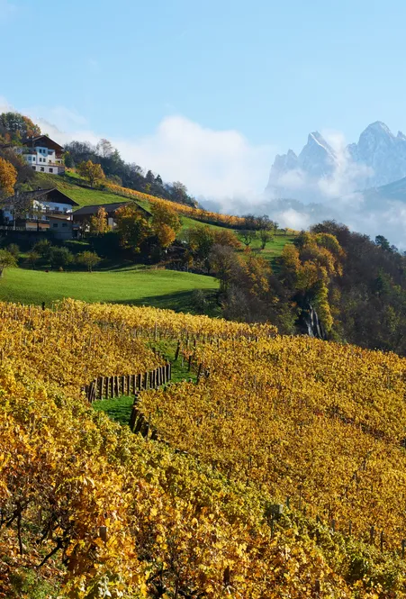 Eisacktaler Weinreben in Teis bei Villnöß – höchste Weingärten Südtirols mit Blick auf die Geislergruppe