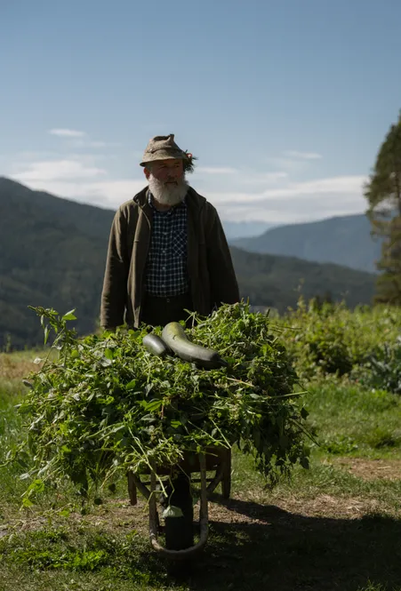 South Tyrolean mountain farmer with felt hat pushes wheelbarrow full of green cuttings and zucchini on a farm near Luson