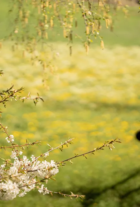 Kirschblüte im Vordergrund, junge Frau sitzt auf Holzzaun vor gelber Löwenzahnwiese im Frühling in Villnöß – warmes Gegenlicht