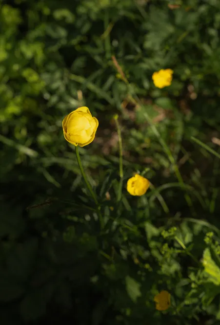 Botton d'oro gialli in primo piano su prato di montagna verde intenso nel Parco Naturale Puez-Odle presso Funes