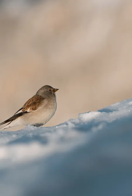 Passero delle nevi siede su cresta innevata in alta montagna del gruppo delle Odle con sfondo roccioso sfocato