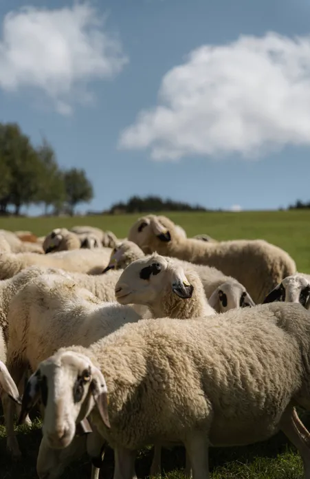 Gregge di pecore di Funes dagli occhiali con tipici segni scuri intorno agli occhi su prato alpino soleggiato in estate