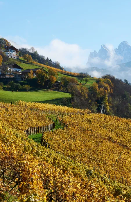 Eisacktaler Weinreben in Teis bei Villnöß – höchste Weingärten Südtirols mit Blick auf die Geislergruppe