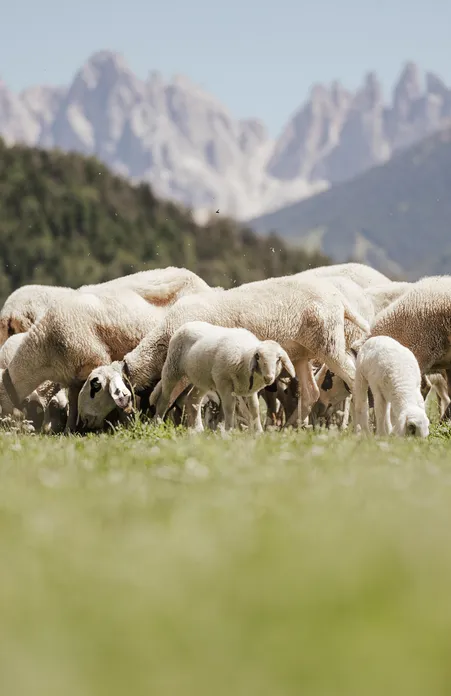 Pecora di Funes dagli occhiali al pascolo con caratteristici segni scuri sul viso davanti al panorama dolomitico