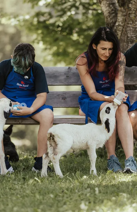 Famiglia con grembiuli Slow Food nutre due agnelli bianchi con il biberon su panchina di legno a Funes