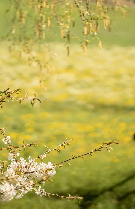 Kirschblüte im Vordergrund, junge Frau sitzt auf Holzzaun vor gelber Löwenzahnwiese im Frühling in Villnöß – warmes Gegenlicht
