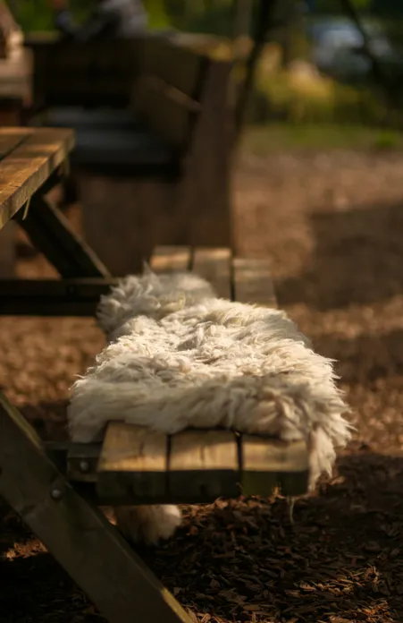 White sheepskin on wooden bench outdoors in warm sunlight on bark mulch