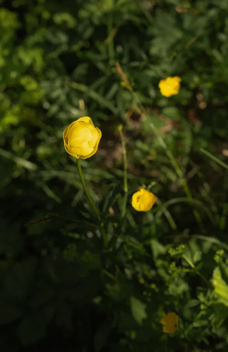 Yellow globeflowers in close-up on lush green mountain meadow in Puez-Geisler Nature Park near Villnöß