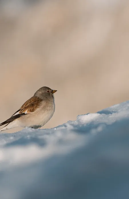 Snow sparrow sits on snowy ridge in high mountains of the Geisler group with blurred rock background